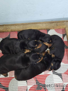 Photo №4. Je vais vendre dobermann en ville de Obrenovac.  - prix - négocié