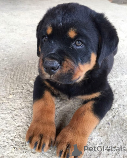 Photo №2 de l'annonce № 173652 de la vente rottweiler - acheter à Allemagne éleveur