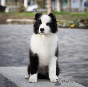 Photo №3. Chiots Border Collie. Serbie