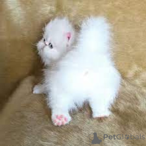 Photo №1. persan - à vendre en ville de Anvers | 500€ | Annonce № 162350