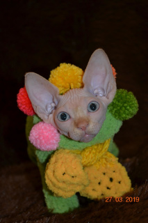Photos supplémentaires: Vente de chatons Sphynx de la pépinière!