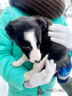 Photo №1. chien bâtard - à vendre en ville de Minsk | Gratuit | Annonce №165470