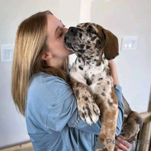 Photo №1. dogue allemand - à vendre en ville de Berlin | 1000€ | Annonce №139071