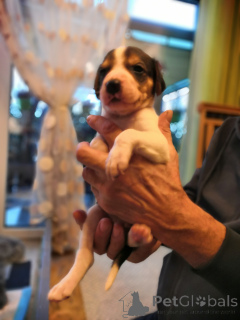 Photo №2 de l'annonce № 166243 de la vente chien russe - acheter à Allemagne éleveur