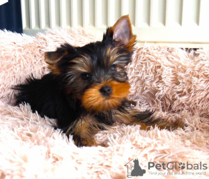 Photo №3. Chiots Yorkshire Terrier. L'Autriche