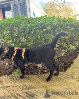 Photo №2 de l'annonce № 152723 de la vente bengal - acheter à Suisse annonce privée