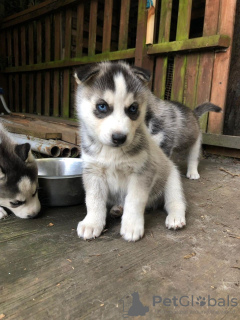 Photo №2 de l'annonce № 114607 de la vente husky de sibérie - acheter à Allemagne annonce privée