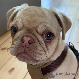 Photo №2 de l'annonce № 136831 de la vente  - acheter à Suisse éleveur