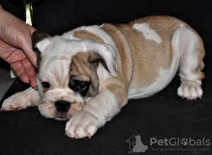 Photos supplémentaires: Bulldog anglais