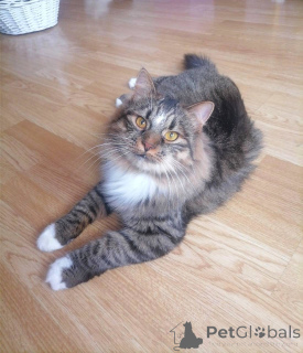 Photo №3. Tigre charismatique. Biélorussie