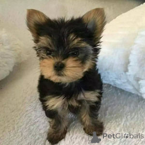 Photo №1. yorkshire terrier - à vendre en ville de Berlin | 550€ | Annonce №163020