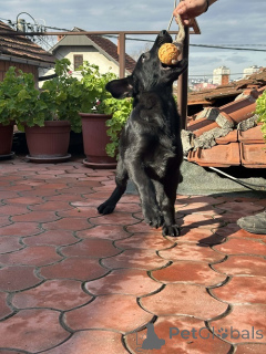 Photo №3. Chiens de travail de race berger allemand. Serbie