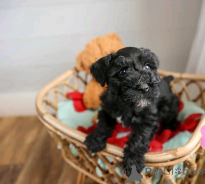 Photo №1. schnauzer géant - à vendre en ville de Флорида Сити | 1063€ | Annonce №138961