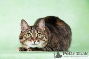 Photos supplémentaires: La belle chatte affectueuse aux yeux verts Masha est entre de bonnes mains !