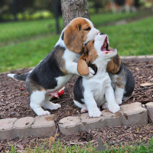 Photo №3. Les chiots Beagle recherchent. Allemagne