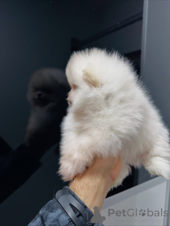 Photo №2 de l'annonce № 159131 de la vente spitz nain - acheter à Allemagne éleveur