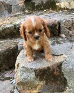 Photo №3. Cavalier King Charles Spaniel Welpen à vendre. Luxembourg