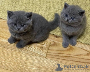 Photo №1. british shorthair - à vendre en ville de Bruxelles | 150€ | Annonce № 120723