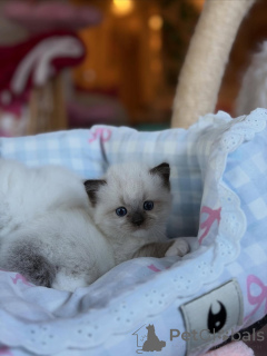 Photo №2 de l'annonce № 169615 de la vente ragdoll - acheter à Italie annonce privée
