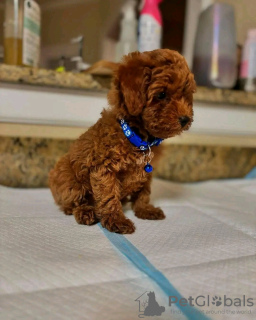 Photo №2 de l'annonce № 126829 de la vente caniche (jouet) - acheter à France éleveur