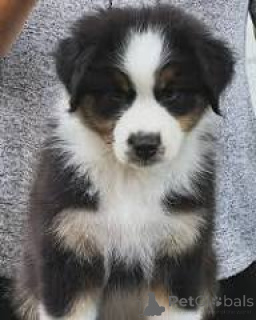 Photo №3. Australische Herder-puppy's te koop. Belgique