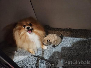 Photo №1. spitz nain - à vendre en ville de Höxter | 580€ | Annonce №174997