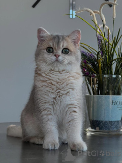 Photo №1. chat chinchilla - à vendre en ville de Leipzig | négocié | Annonce № 166818