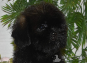 Photo №4. Je vais vendre shih tzu en ville de Tver. annonce privée - prix - 755€