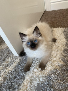 Photo №3. Magnifique chaton Ragdoll à la recherche d'une maison pour toujours. Nouvelle zélande