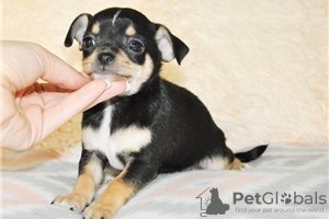 Photo №3. Adorables chiots Chihuahua en adoption gratuite. Allemagne