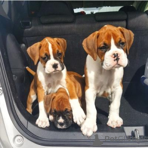 Photo №1. boxer - à vendre en ville de Berlin | négocié | Annonce №168526