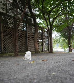 Photo №1. bichon maltais - à vendre en ville de Berlin | 650€ | Annonce №158130