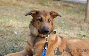 Photos supplémentaires: Chiot entre de bonnes mains ! Beau et intelligent Thor.