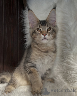 Photo №4. Je vais vendre maine coon en ville de Andel. annonce privée - prix - négocié