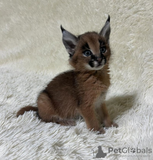 Photo №1. caracal - à vendre en ville de Berlin | négocié | Annonce № 117755