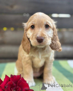Photo №1. cocker spaniel anglais - à vendre en ville de Friskala | négocié | Annonce №160392