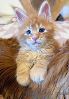 Photo №2 de l'annonce № 166814 de la vente maine coon - acheter à Belgique éleveur