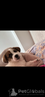 Photo №1. jack russell terrier - à vendre en ville de Tbilissi | 149€ | Annonce №128714