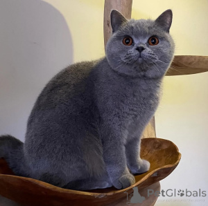 Photo №1. british shorthair - à vendre en ville de Ekenäs | 400€ | Annonce № 174264