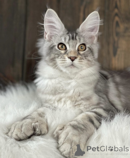 Photo №1. maine coon - à vendre en ville de Baden-Baden | 790€ | Annonce № 163467