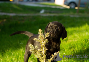 Photo №3. Chiots labrador retriever. Serbie