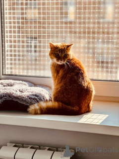 Photo №3. Une beauté en bouchée rouge avec un personnage est à la recherche d'une maison. Fédération de Russie