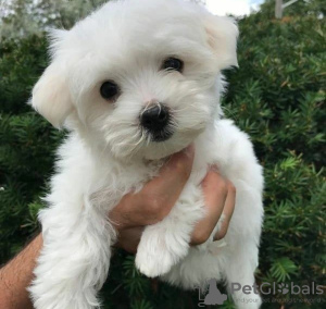 Photo №1. bichon à poil frisé - à vendre en ville de Tallinn | négocié | Annonce №119471