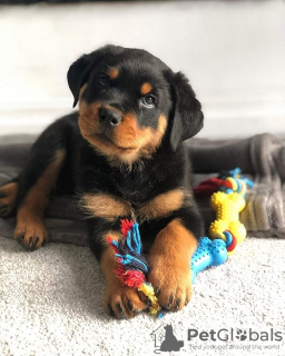 Photo №1. rottweiler - à vendre en ville de Texas City | négocié | Annonce №22862