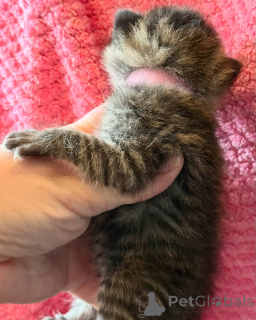 Photo №3. Mes charmants chatons du Bengale sont destinés à l'adoption et à la reprise. Allemagne