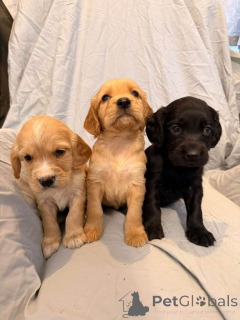 Photo №1. cavalier king charles spaniel - à vendre en ville de Ville de Californie | 484€ | Annonce №161376