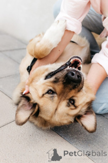 Photo №4. Je vais vendre chien bâtard en ville de Rivière moscou.  - prix - Gratuit