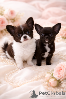 Photo №3. Perle VIP noire !. Ukraine