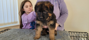 Photo №2 de l'annonce № 159369 de la vente berger allemand - acheter à USA annonce privée