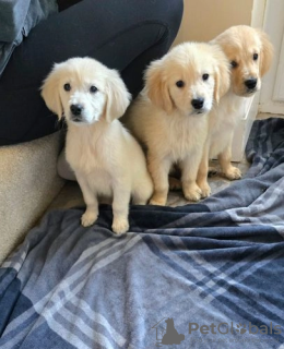 Photo №1. golden retriever - à vendre en ville de Tartu | 331€ | Annonce №127524